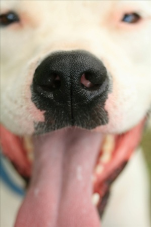 dog bite insurance