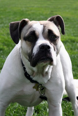 dog bite laws
